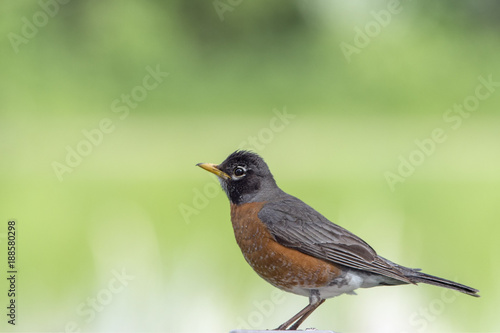 American Robin against a green background.