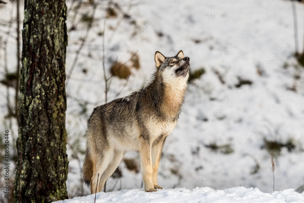 Fototapeta Gray wolf, Canis lupus, standing in a snowy winter forest, with the nose pointing up.