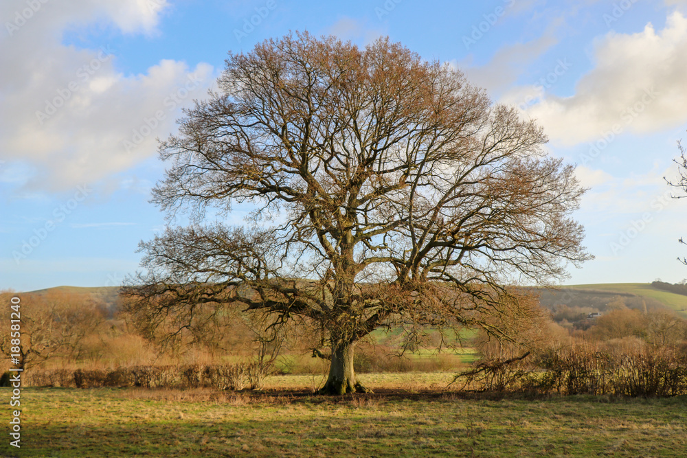 Fototapeta premium Tree in Countryside