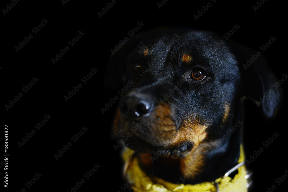 Rottweiler 