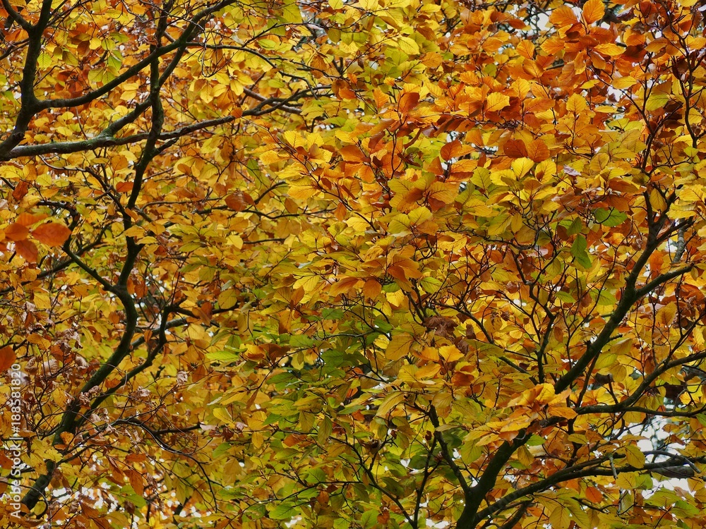 Beech Tree Beech Tree