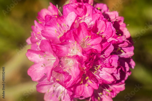 Round group of pink flower