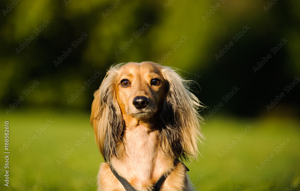 Miniature Dachshund dog portrait in park Miniature Dachshund dog portrait in park