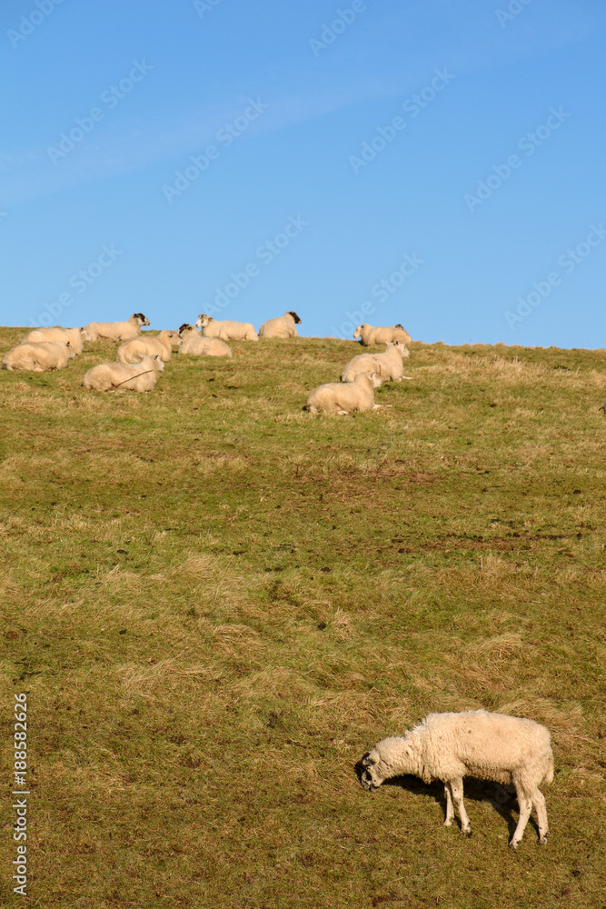 Fototapeta premium Sheep on Hill
