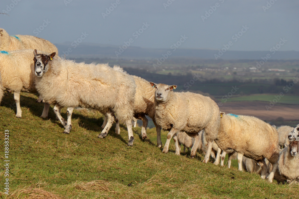 Fototapeta premium Herd of Sheep