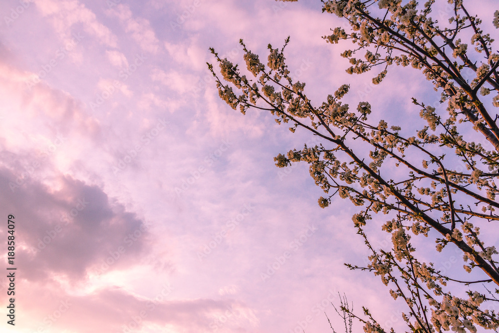 A Beautiful Sky At Sunset And A Branch Of Cherry Tree In Bloom A Beautiful Sky At Sunset And A Branch Of Cherry Tree In Bloom