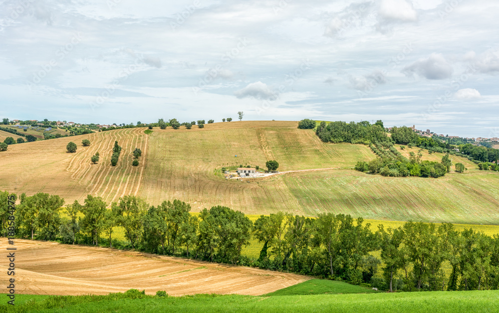 Fototapeta premium rural summer landscape with sunflower fields and olive fields near Porto Recanati in the Marche region, Italy