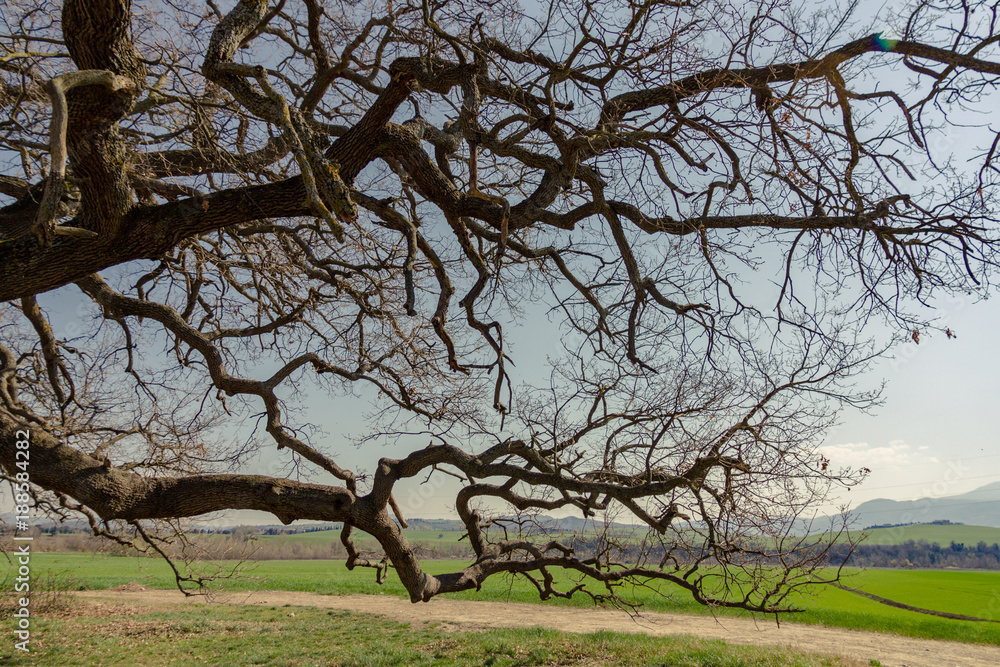 Large Branches Of An Old Oak Tree