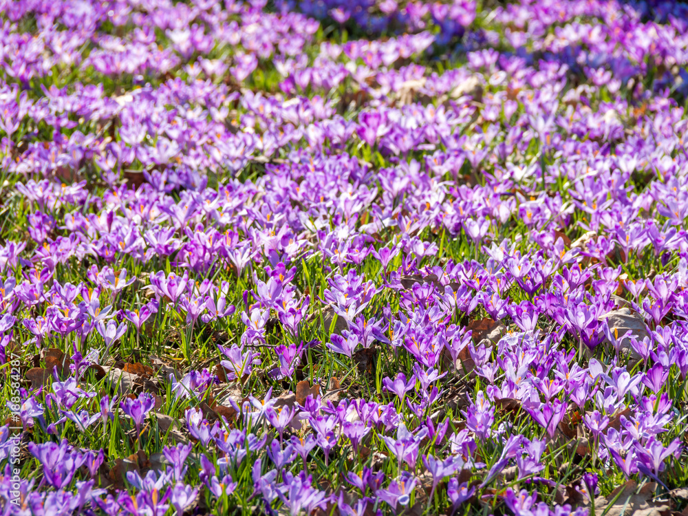 Carpet of purple crocus flowers