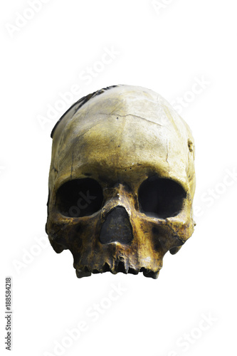 human skull on a white background