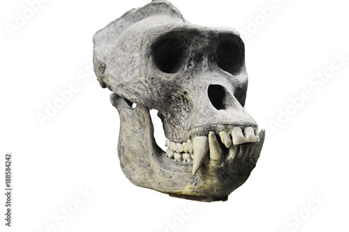 skull of the gorilla