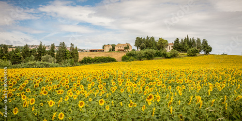 rural summer landscape with sunflower fields and olive fields near Porto Recanati in the Marche region, Italy