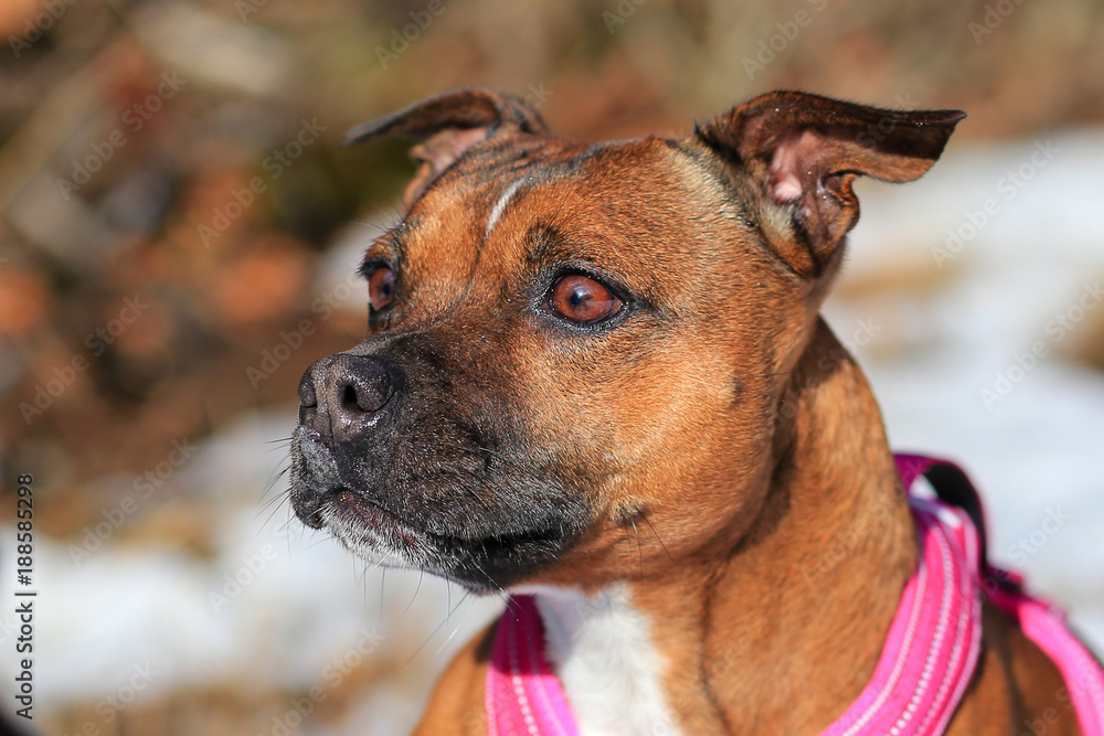 Staffordshire bull terrier portrait