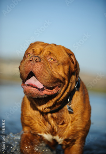 Dogue De Bordeaux dog outdoor portrait walking through water