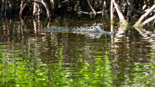 USA, Florida, Crocodile in reflecting water between mangrove forest in everglades