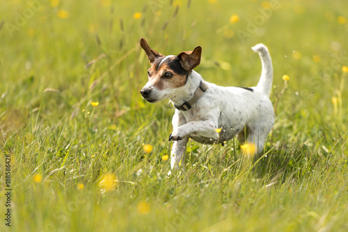 dog running comfortably on a spring meadow - purebred FCI Jack Russell Terrier 10 years old. Hair style smooth
