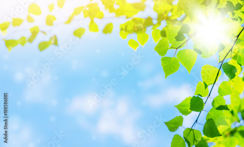 Spring bright background with birch leaves against the sky