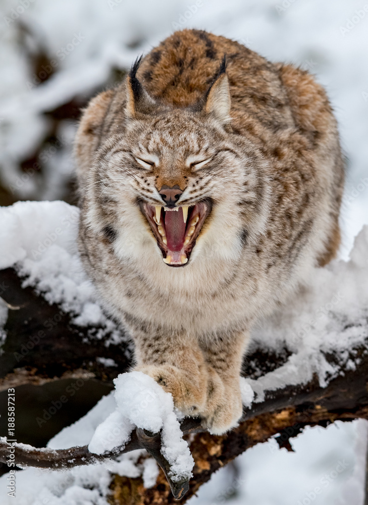 Obraz premium Eurasian Lynx, Lynx lynnx, in the snow, yawning
