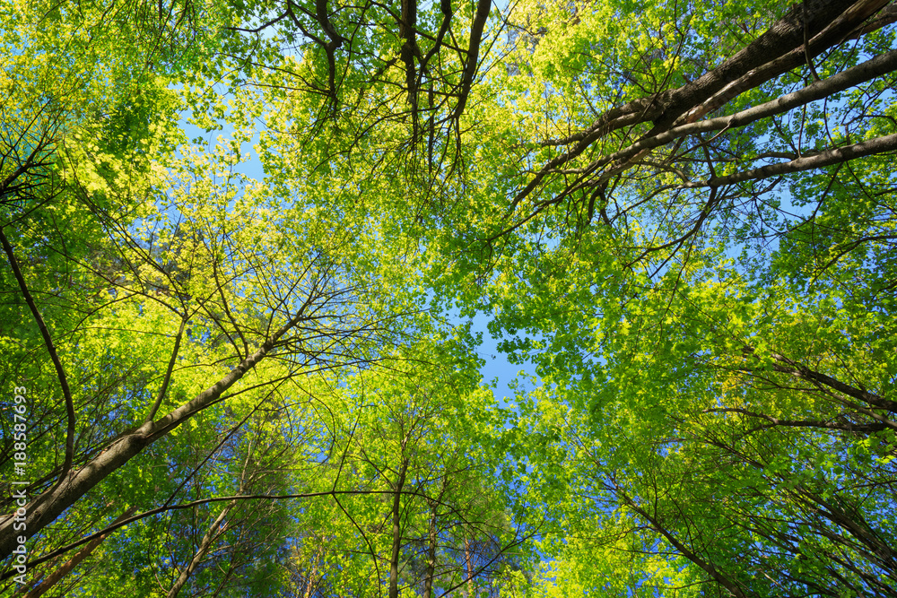 Sunny Canopy Of Tall Trees. Sunlight In Deciduous Forest, Summer Sunny Canopy Of Tall Trees. Sunlight In Deciduous Forest, Summer