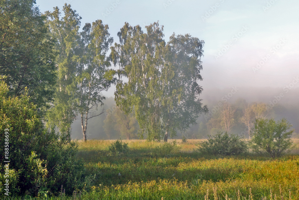 Fog over forest Fog over forest