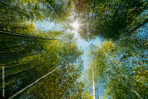 Spring Sun Shining Through Canopy Of Tall Trees Bamboo Woods.