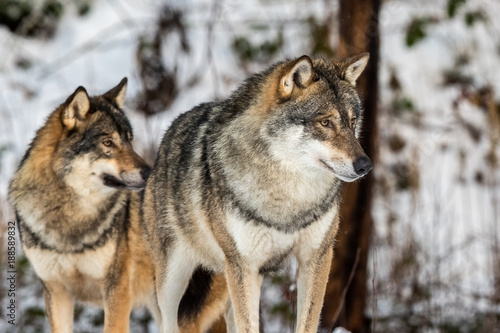 Grey wolf, Canis lupus, two wolves standing in a snowy winter forest.