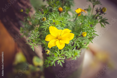spring yellow flower