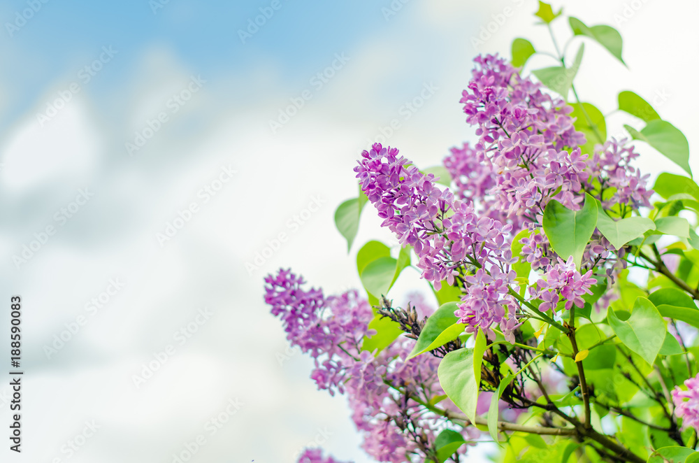 Obraz premium spring blooming lilac blossom