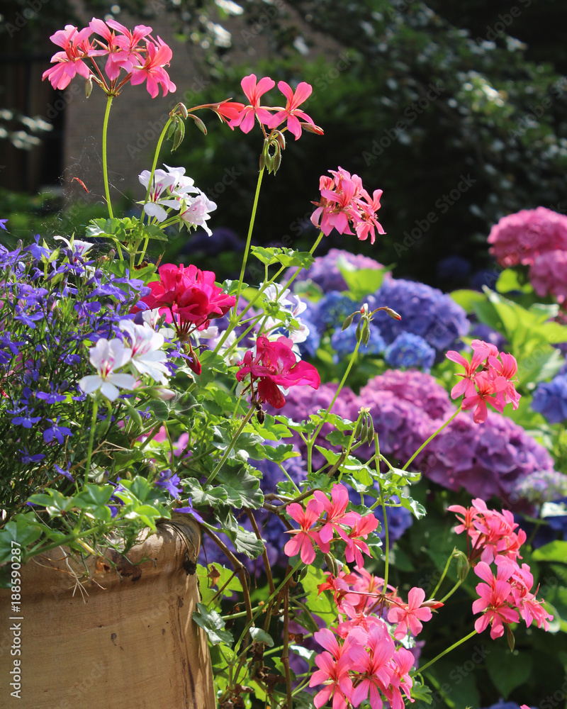 A beautiful pot full of summer bedding plants in full bloom, against a background of colorful hydrangeas.