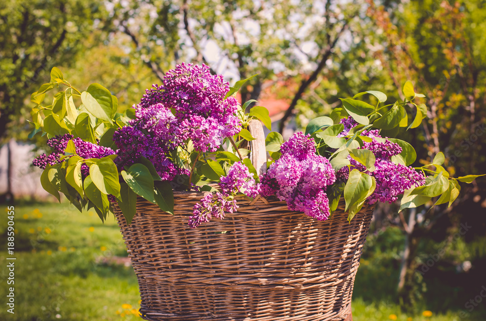 spring blooming lilac in backet