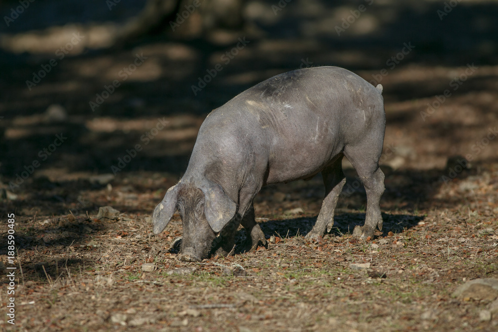 Iberian pig eating acorns