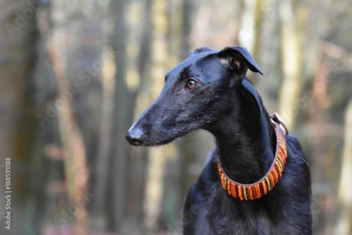 schwarzer Galgo Espanol