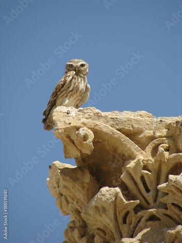 Jordanian Owl Raptor seating on antique column. Blue sky. Day photo