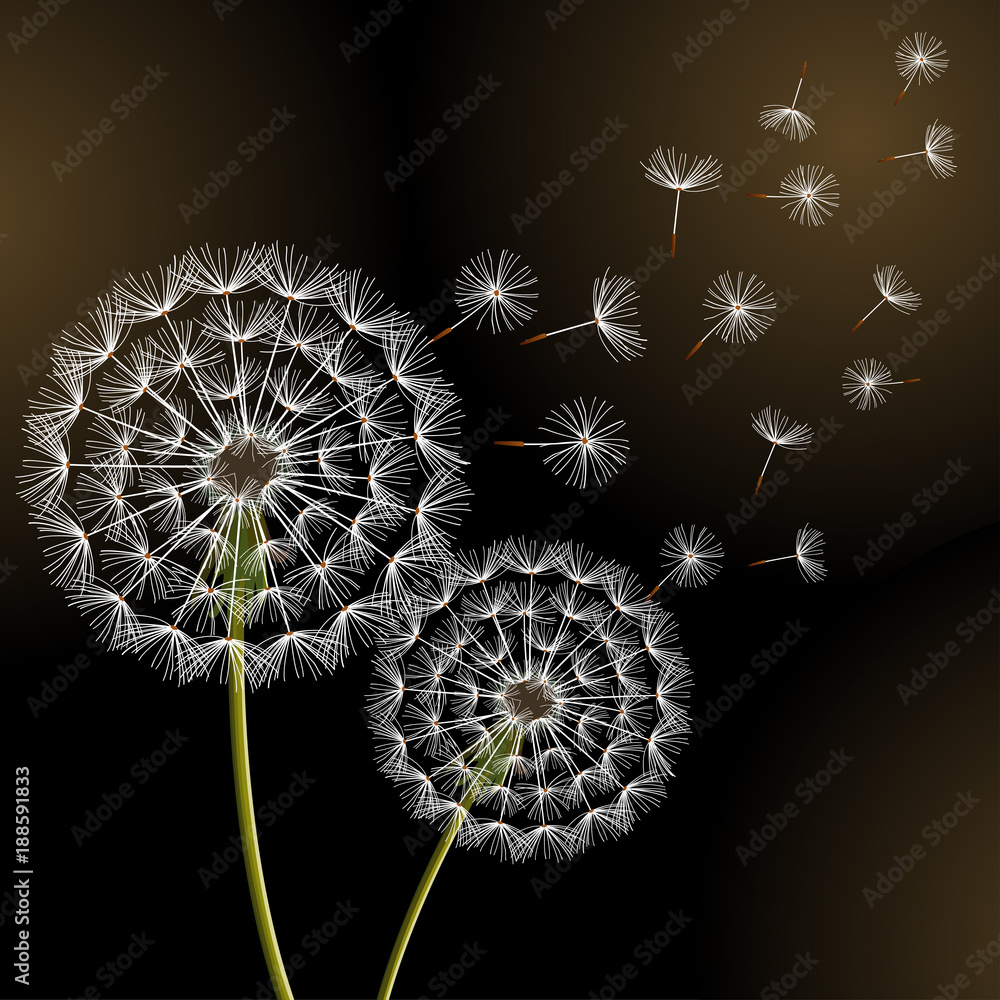 Obraz premium Black background with two dandelions blowing