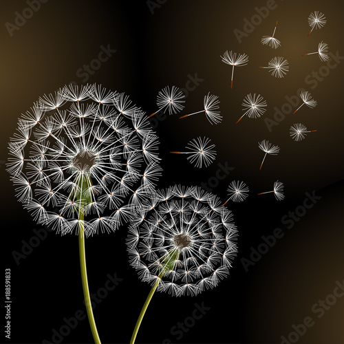 Fototapeta Naklejka Na Ścianę i Meble -  Black background with two dandelions blowing