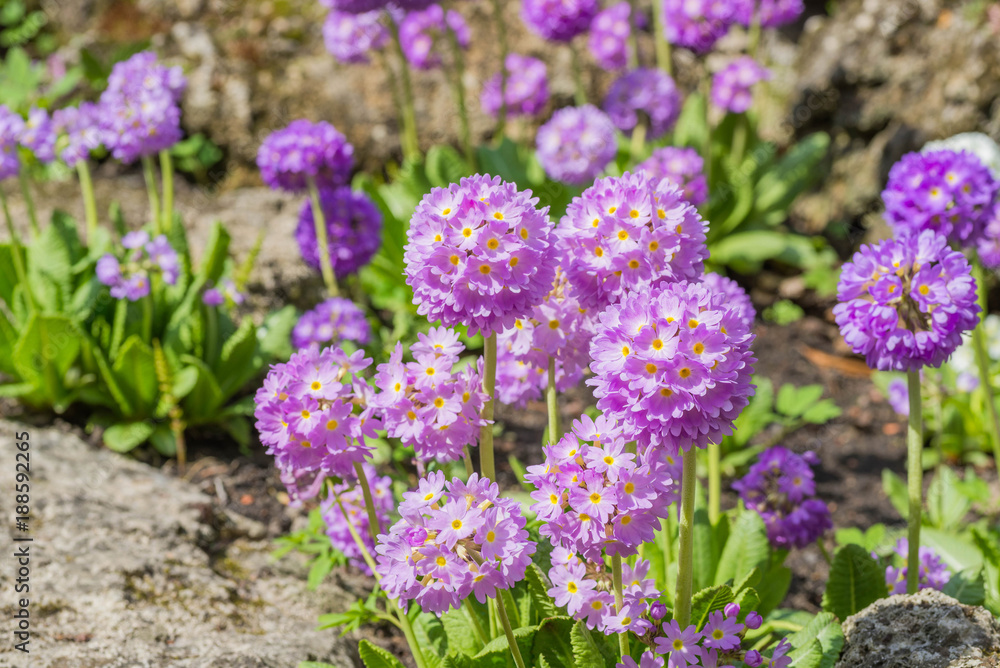 Obraz premium Spring flowers Primula denticulata