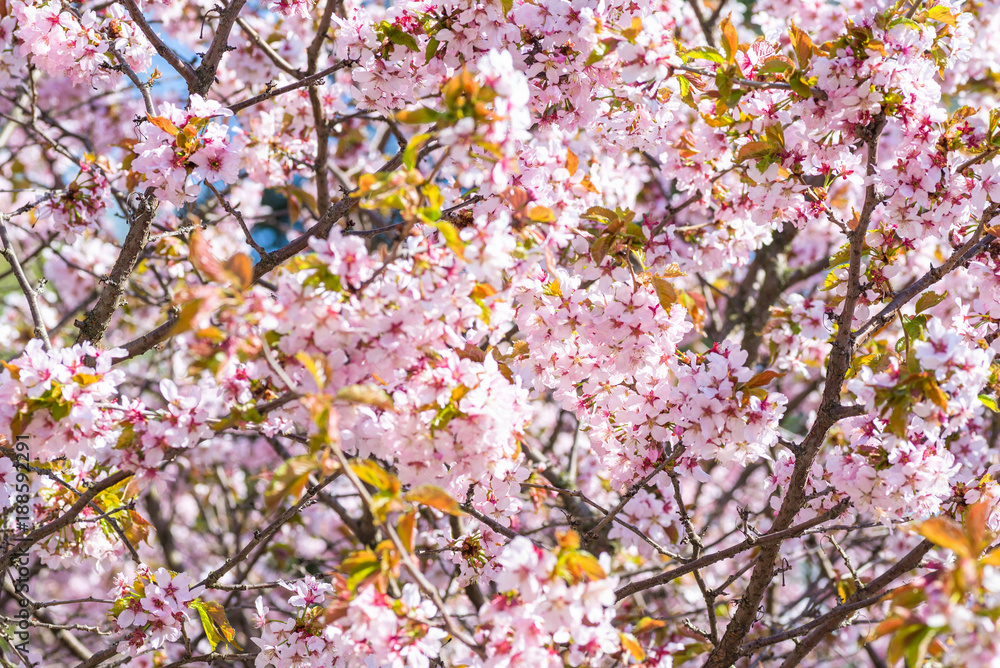 Obraz premium Blossom cherry