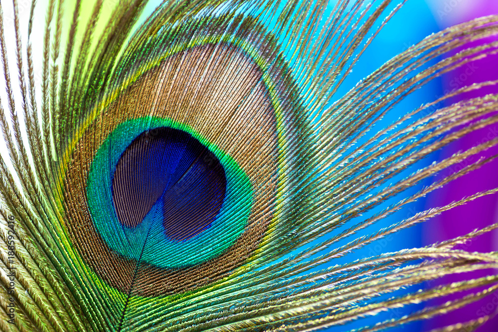 Peacock color feather Stock Photo | Adobe Stock