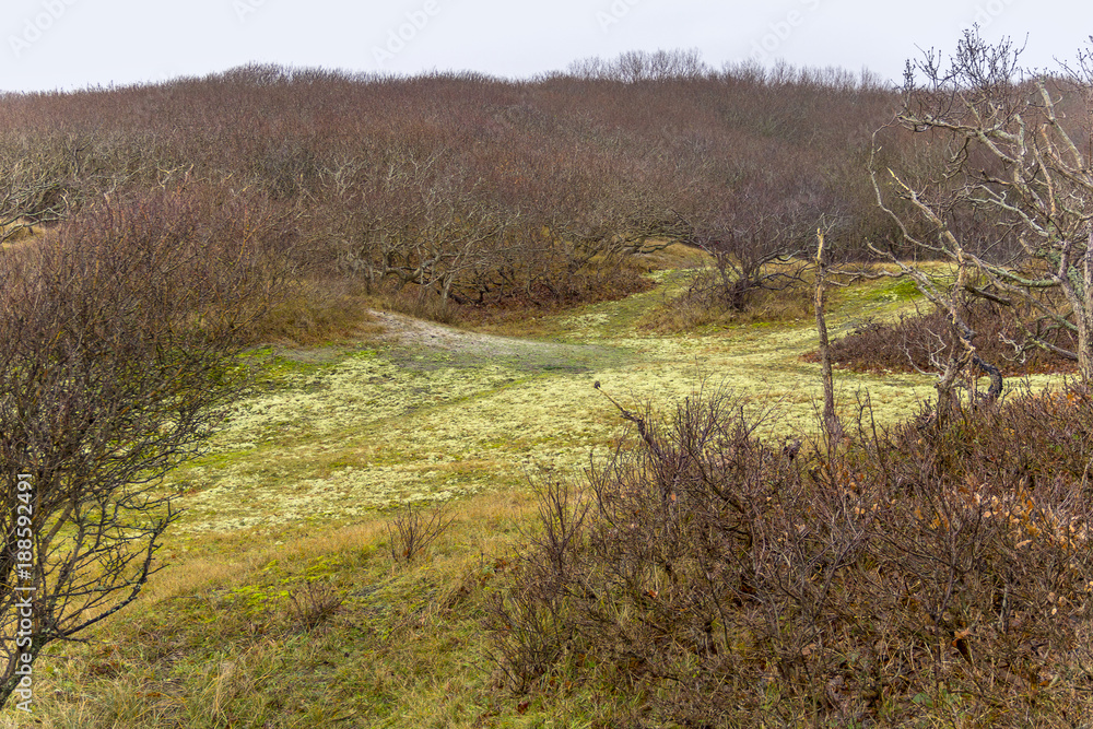Fototapeta premium coastal dune scenery