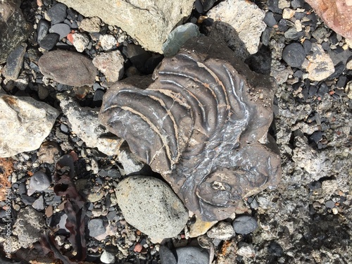 Seaweed imprint in rock