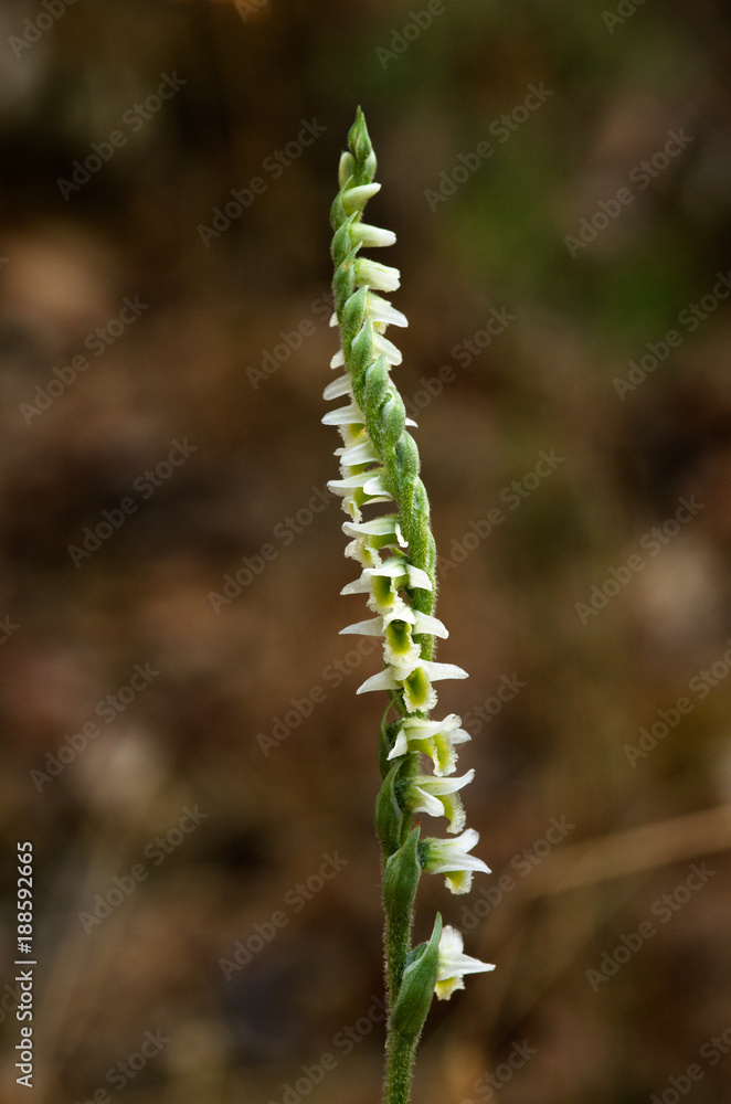 Inflorescence of Autumn Lady's Tresses orchid - Spiranthes spiralis