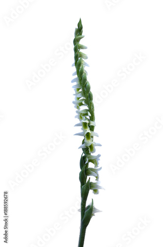 Inflorescence of Autumn Lady's Tresses orchid isolated on white - Spiranthes spiralis photo