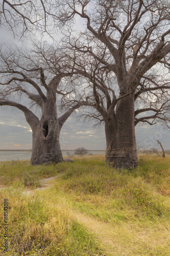 Two of the seven Baines Baobab trees