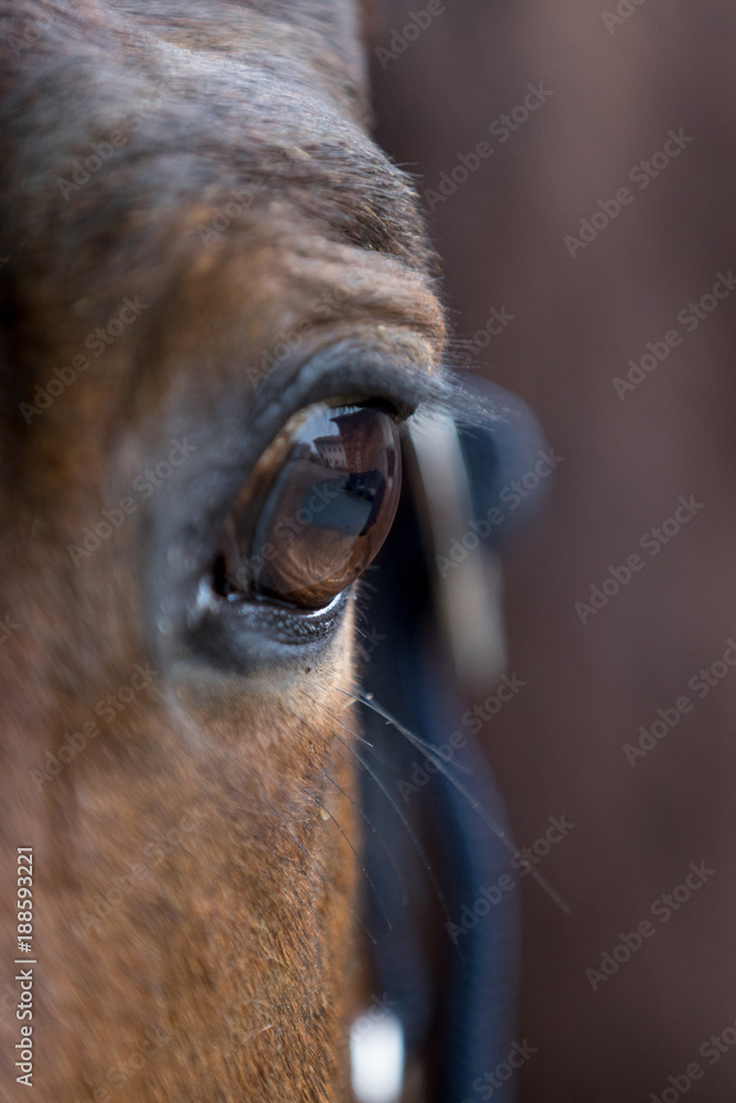 Obraz horse eye