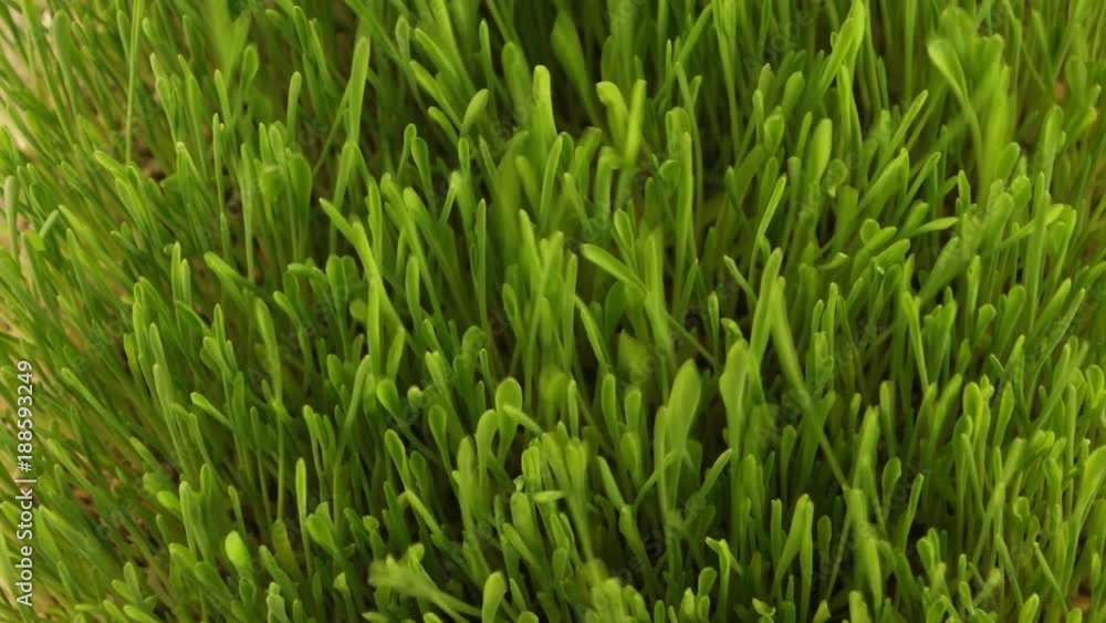 Green young grass, background Green young grass, background