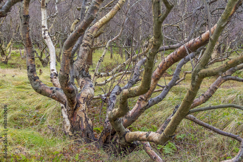 coastal forest scenery