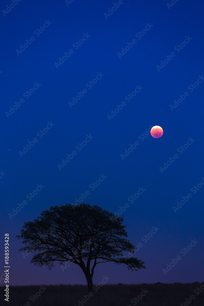 Full orange moon at blue hour Full orange moon at blue hour