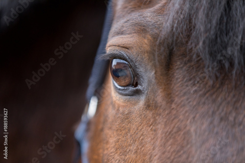 deteil horse eye