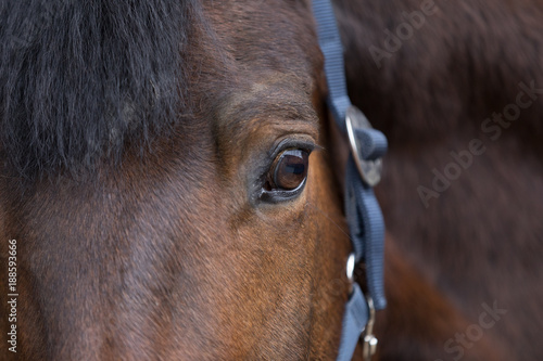 soul of horse © bmf-foto.de
