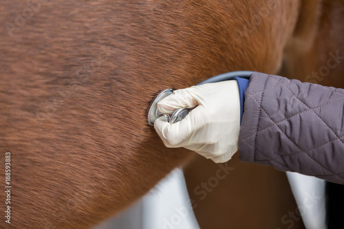 veterinarian checking horse